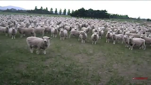 اعتراضات و میتینگ گوسفندی