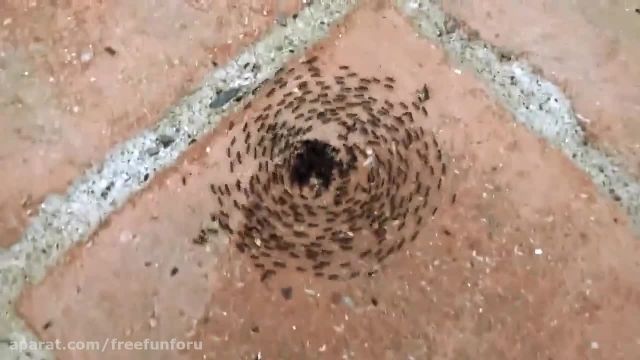 این مورچه ها دارن چیکار میکنن!؟