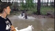 تلاش سگ برای نجات کانگورو