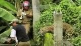حمله پلنگ در بنگال