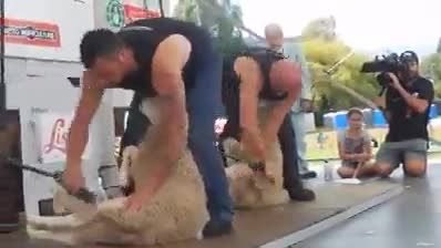 مسابقه ی تراشیدن پشم گوسفند