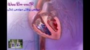 نحوه عملکرد قلب(آناتومی قلب)_مهندسی پزشکی مهندسی زندگی_www.b
