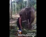 ضربه فنی فیل