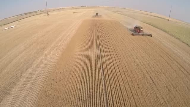 wheat Harvest - Cut Bank Montana with