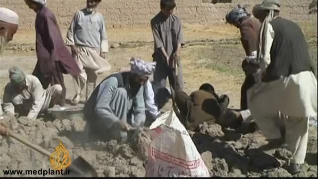 کاشت زعفران در افغانستان