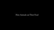 حیوانات چجوری غذا می خورند 2013 قسمت 1
