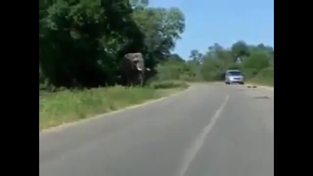 حمله فیل به ماشین