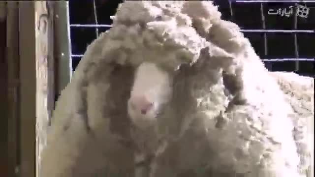 پر پشم ترین گوسفند