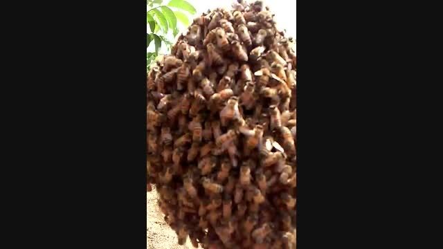 حسینیان،زنبوردار بهشهری،عسل هزارجریب