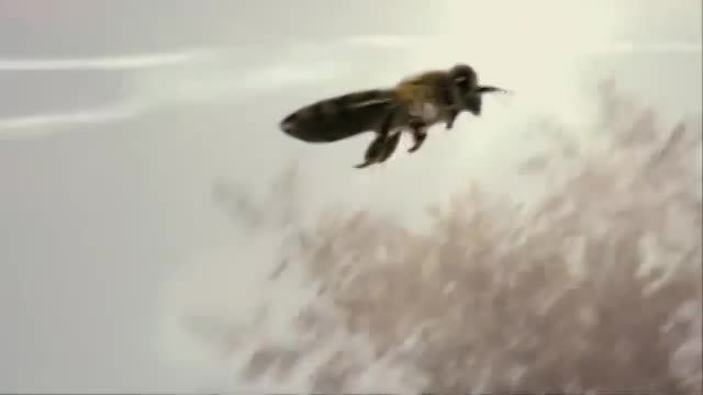 تنها فیلم جفت گیری ملکه زنبور عسل در آسمان