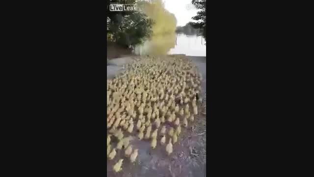 حرکت بیش از 5000 جوجه اردک برای شنا در رودخانه چه بامزه
