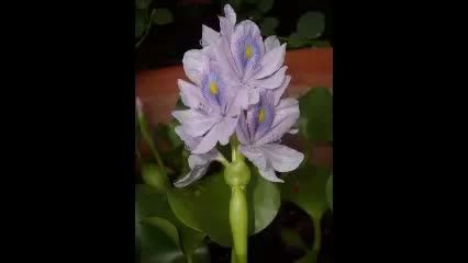 گلهای تازه ٤٧ - محمودی خوانساری