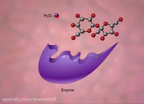 آنزیم ها و هیدرولیز ساکارز(انیمیشن 3 بعدی)