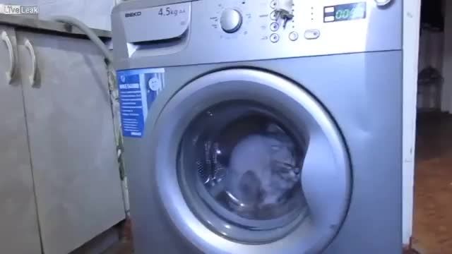 غیرانسانی - گذاشتن گربه در ماشین لباسشوئی