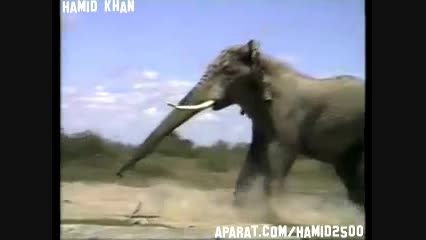 مبارزه دو فیل نر با هم