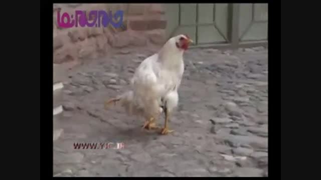 مرغی عجیب که 4 پا دارد! + فیلم کلیپ گلچین صفاسا