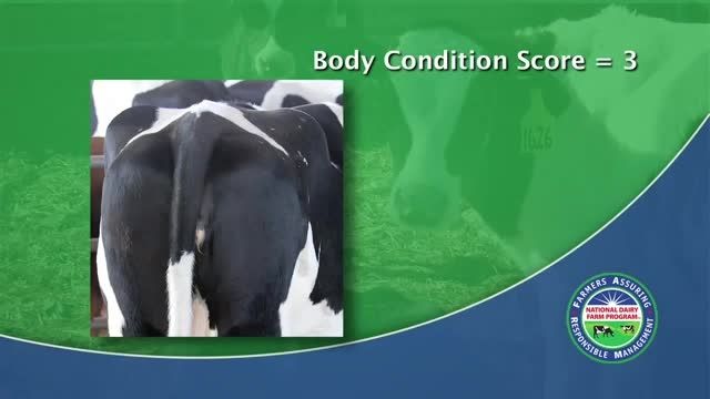 امتیاز دهی به بدن گاو شیریBCS