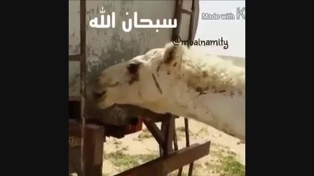 نگاه حیوون هم عقل و شلور داره