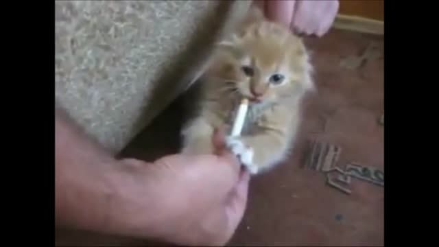 خنده دارترین ویدئو از دنیای گربه ها8 :)) HD