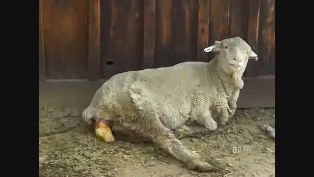 زایمان جالب گوسفند