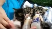 شیر خوردن بسیار زیبای گربه ها:-)!!!