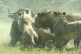 حمله شیرها به گاومیش