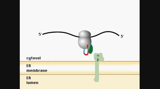 protein and ER