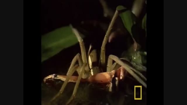عنکبوتی که قورباغه ها را می خورد+فیلم ویدیو کلیپ شکار