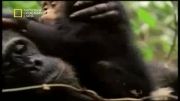 درباره شامپانزه ها (دوبله)