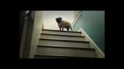 بالا رفتن خنده دار سگ از پله