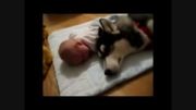 سگ برای بچه لالایی میخونه بخوابه