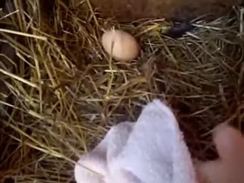 آموزش جمع آوری تخم مرغ در جوجه کشی طبیعی