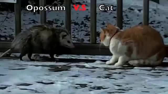 مهارت عجیب گربه در پنجه زدن ( نبرد گربه با صاریغ ) جالب