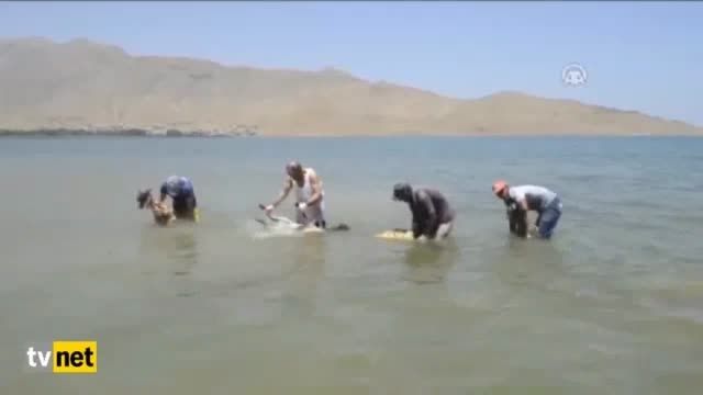 حمام کردن گوسفندان در دریا