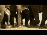 تریلر فیلم مستند  The Secret Life Of Elephant