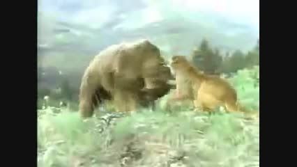 جنگ خرس و شیر