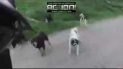 حمله 25 سگ وحشی به دوچرخه سوار(خیلی جالب!!!!)