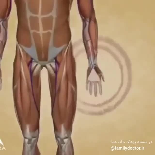 آناتومی دست و نحوه حرکت انگشتان
