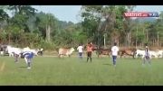 هجوم گاو ها به داخل زمین فوتبال