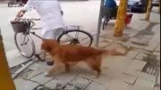 سگ دوچرخه سوار   (خنده دار)