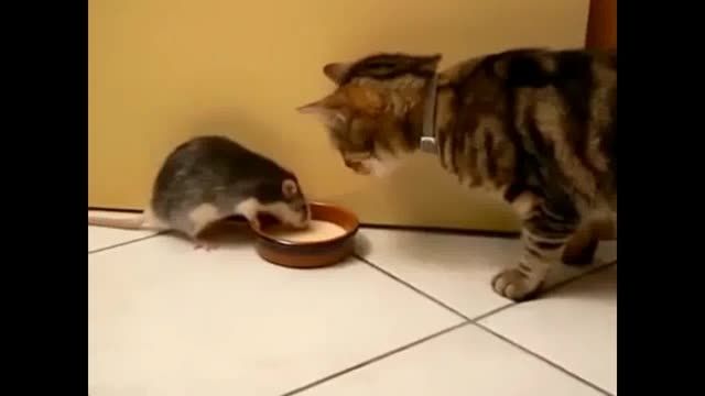 موش پررو و گربه بی بخار