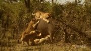 زمین زدن بوفالو توسط شیرها