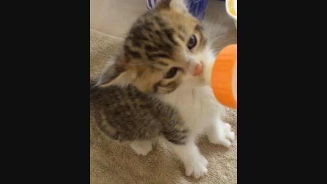شیر خوردن بچه گربه ملوس
