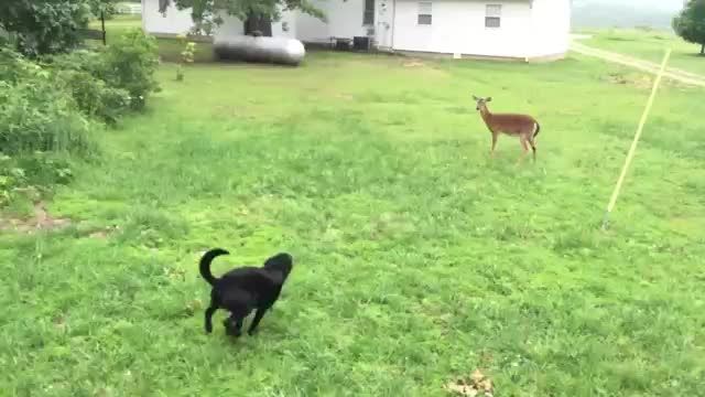 بازی کردن بچه اهو با سگ سیاه جالبههه