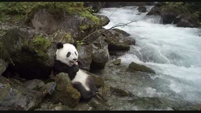 تریلر مستند Pandas : The Journey Home 2014