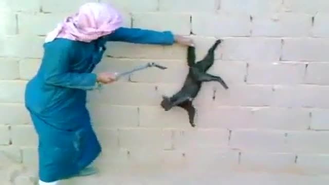 نصف کردن دم گربه توسط یک عرب