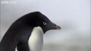 زندگی پنگون ها در قطب جبوب