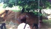 نبرد شامپانزه ها