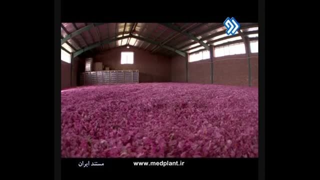 تولید گلاب و اسانس در لاله زار کرمان
