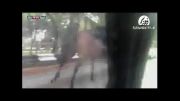 فرار اسبها از دست پلیس